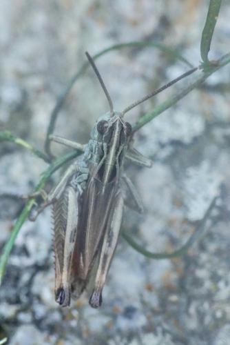 Réf. 268 134 : Omocestus antigai bellmanni